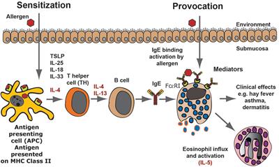 Tracing the Origins of IgE, Mast Cells, and Allergies by Studies of Wild Animals